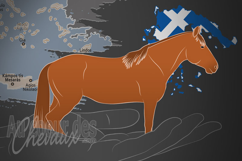 La S�llogo Georgal�dikon Al�gon Association du Cheval de Messara un organisme de race en Gr�ce