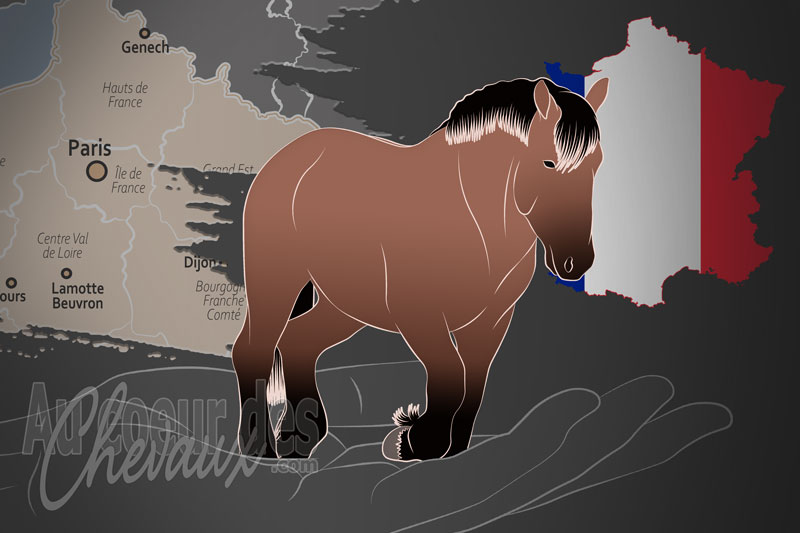 Le Syndicat d'�levage du cheval de Trait du Nord, un organisme de gestion du trait du nord en france