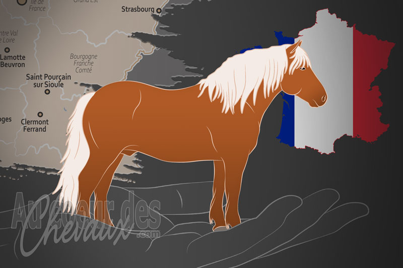 Le Syndicat D�partemental du cheval de trait Bourbonnais, une organisation qui g�re le cheval bourbonnais en france