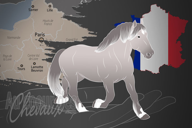 Le Syndicat Hippique du Boulonnais, une organisation qui g�re le cheval boulonnais en france