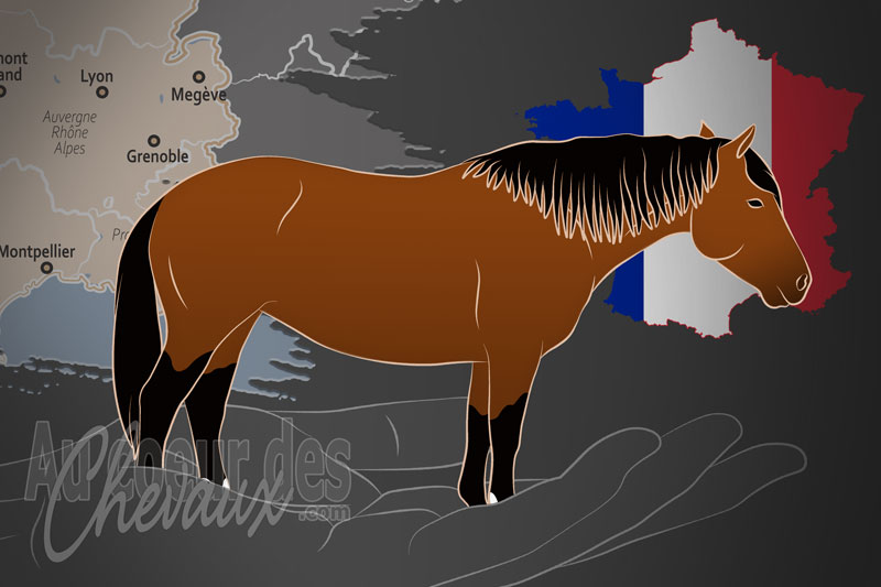 Le Syndicat Hippique et Mulassier du Haut Faucigny, une organisation qui g�re le cheval meg�ve en france