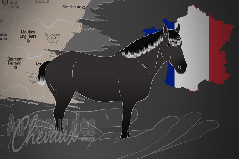 Le Syndicat Hippique Percheron de la Ni�vre, une organisation qui g�re le cheval nivernais en france