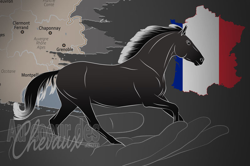 Le Syndicat National des �leveurs et Propri�taires de Chevaux de Pure Race Minorquine, une organisation qui g�re le cheval minorquin en france