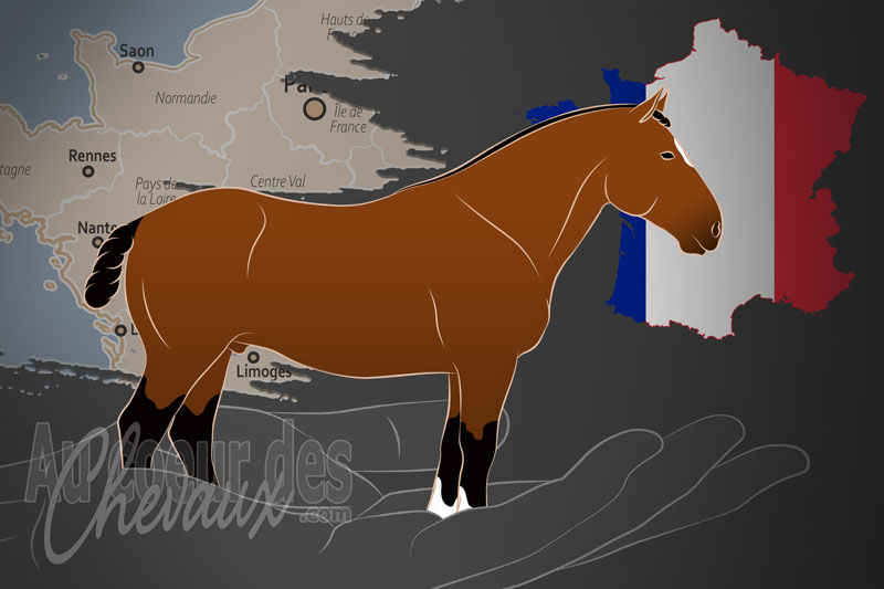 Le Syndicat National des �leveurs et Utilisateurs de Chevaux Cob Normand, une organisation qui g�re le cheval cob normand en france