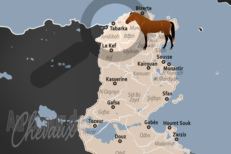 Tabarka, �crin forestier de la race barbe et du tourisme �questre nord-africain