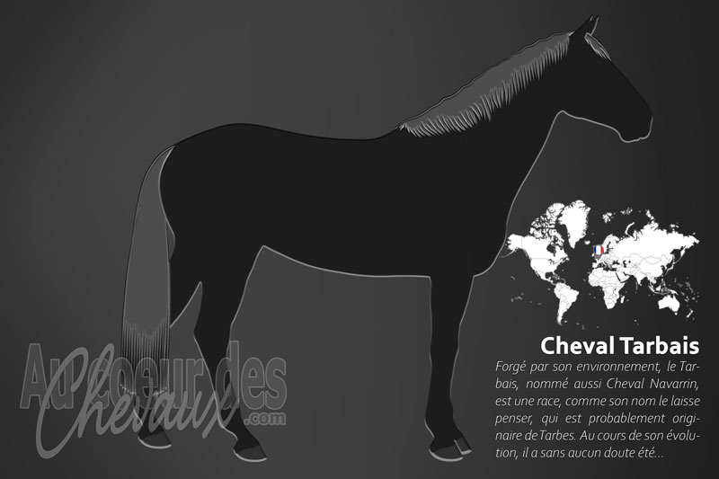 Le Cheval Tarbais, l'�me de la cavalerie l�g�re fran�aise