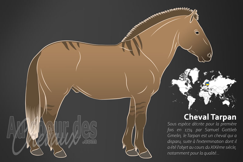 Le Cheval Tarpan, le fant�me des steppes d'eurasie