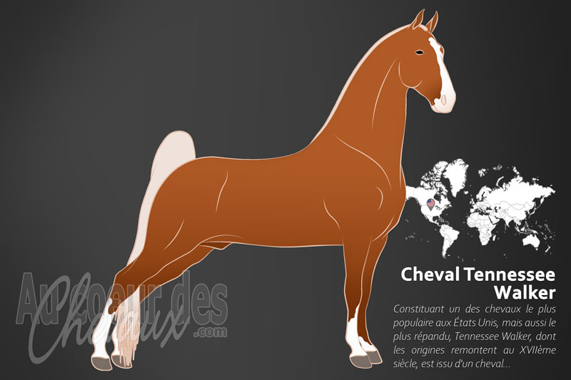 Le Cheval Tennessee Walker, l'�l�gance cadenc�e des plantations am�ricaines