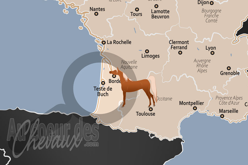 La Teste de Buch, p�le d'excellence du galop et conservatoire du patrimoine landais