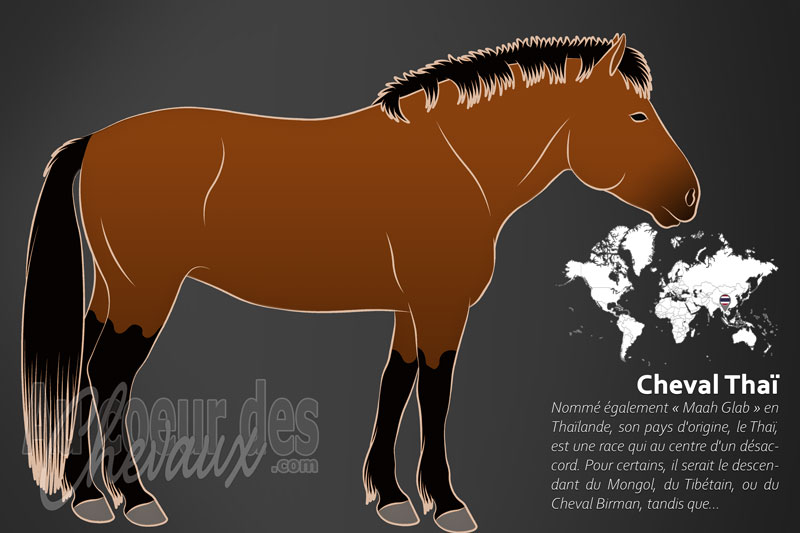 Le Cheval Tha�, des routes de la soie aux palais de bangkok