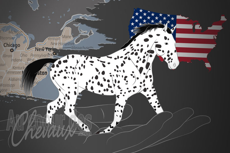 La Tiger Horse Association Inc. un organisme de race aux �tats Unis