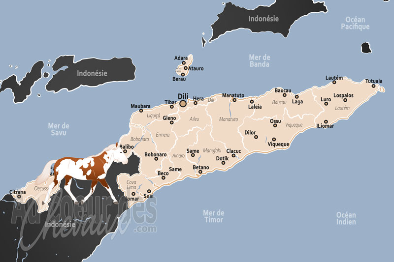 Le Timor Oriental, pilier de la vie montagnarde et symbole de prestige