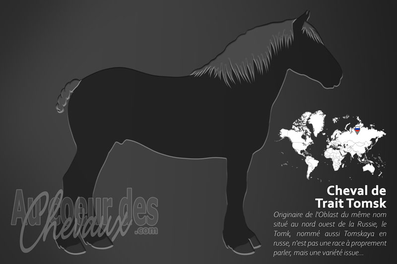 Le Cheval de Trait Tomsk, le g�ant de la sib�rie occidentale