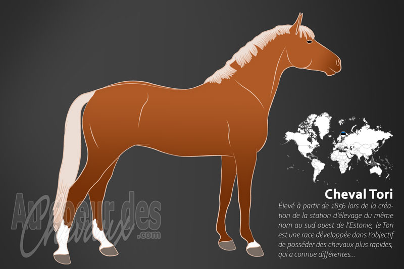Le Cheval Tori, la fiert� �questre de l'estonie