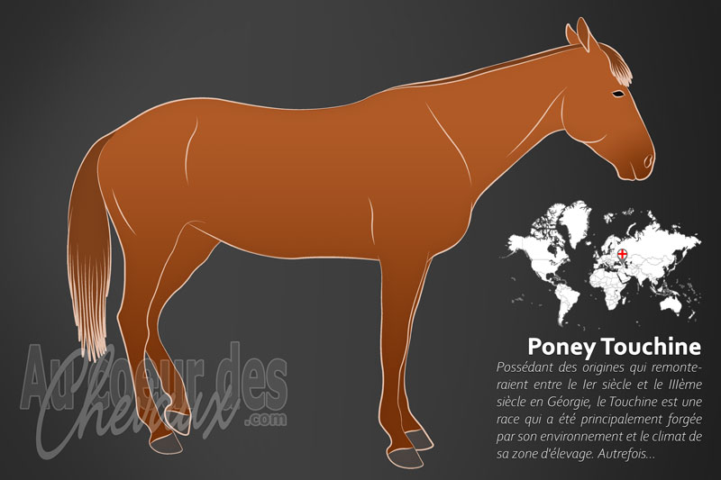 Le Poney Touchine, le gardien des sommets de g�orgie