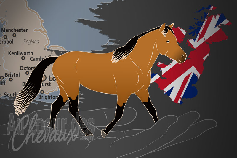 La Soci�t� Internationale du Miniature Toy Horse, un organisme de gestion du miniature toy horse au royaume uni