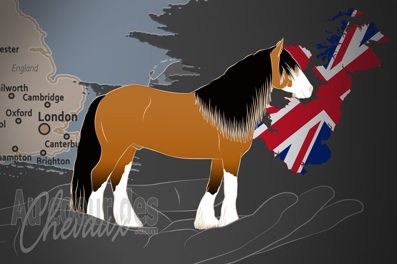 L'Association des Chevaux Gypsy Cob Traditionnels, un organisme de gestion de l'irish cob au royaume uni