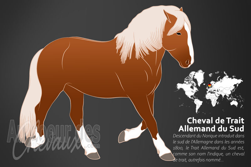 Le Cheval de Trait Allemand du Sud, l'�volution de l'h�ritage alpin