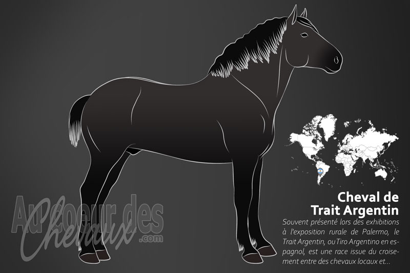Le Trait Argentin un cheval de trait originaire de l'Argentine