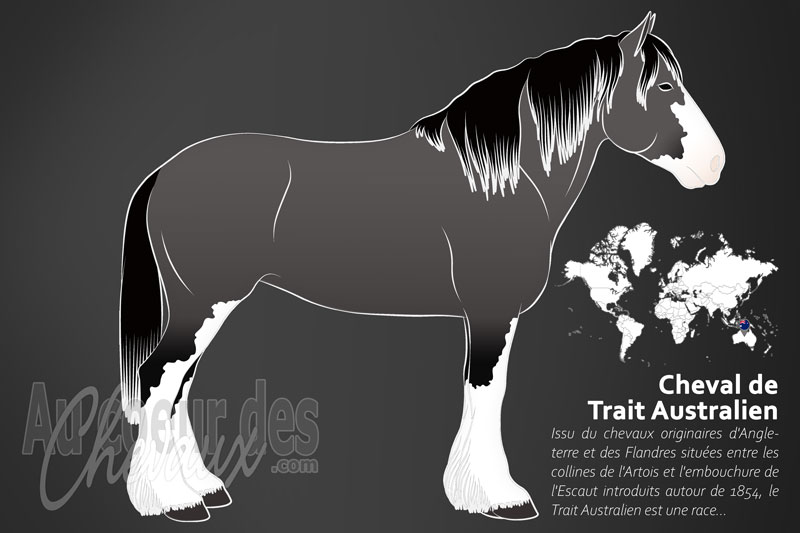 Le Trait Australien un cheval de trait originaire de l'Australie
