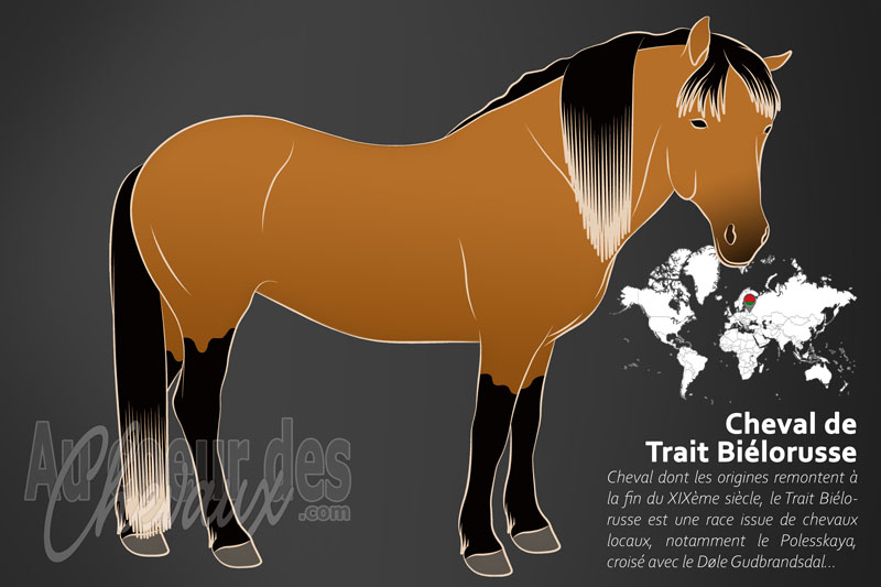 Le Trait Bi�lorusse un cheval de trait l�ger originaire de la Bi�lorussie