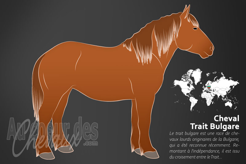 Le Trait Bulgare un cheval de trait originaire de la Bulgarie