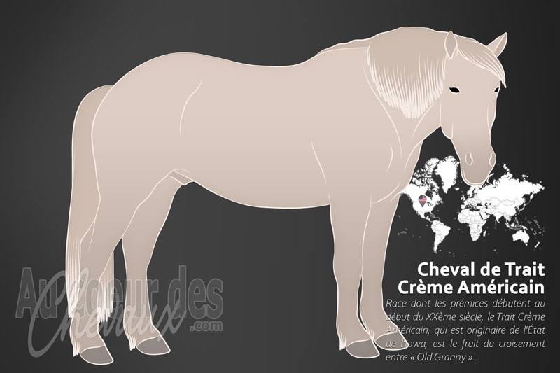 Le Cheval de Trait Cr�me Am�ricain, l'unique h�ritage de l'iowa