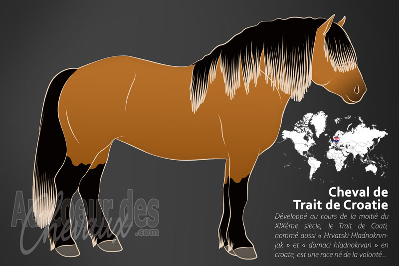 Le Trait de Croatie un cheval de trait originaire de la Croatie