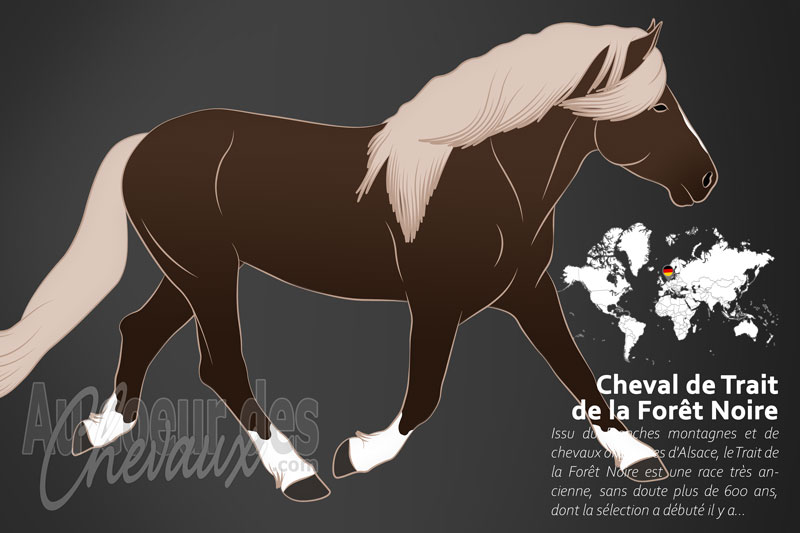 Le Cheval de Trait de la For�t Noire, l'h�ritage sylvestre de l'allemagne