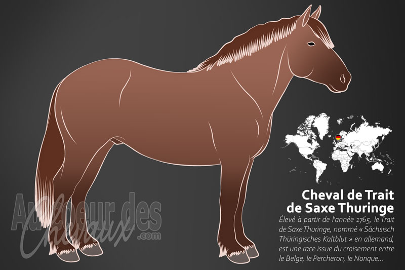 Le Trait de Saxe Thuringe un cheval de trait originaire de l'Allemagne