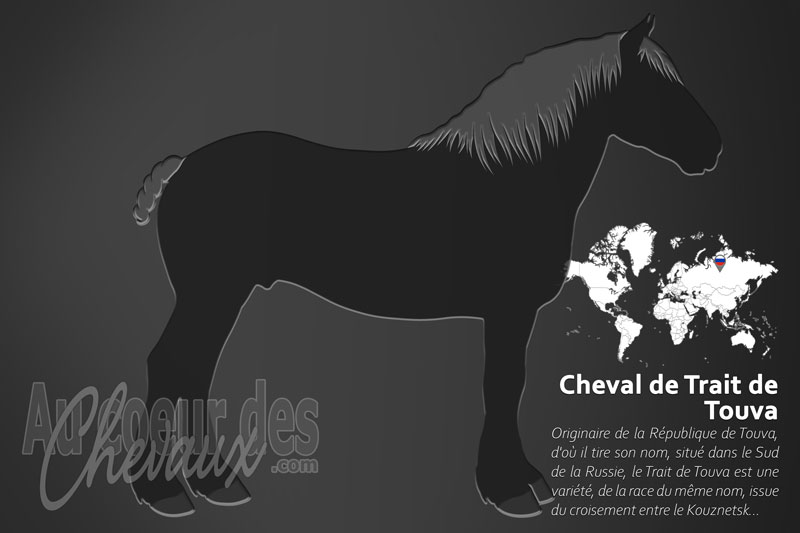 Le Cheval de Trait de Touva, le colosse de la steppe sib�rienne