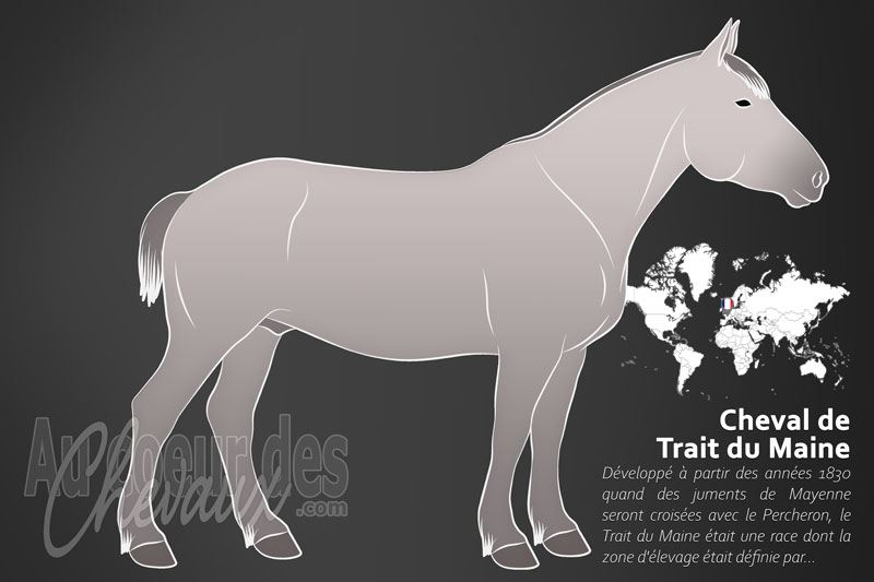 Le Trait du Maine un cheval de trait originaire de la France
