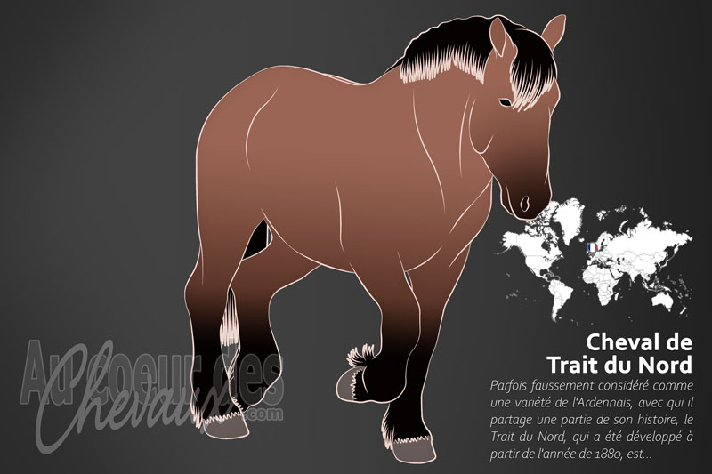 Le Trait du Nord un cheval de trait originaire de la France