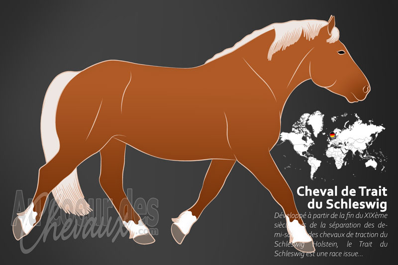 Le Trait du Schleswig un cheval de trait originaire de l'Allemagne