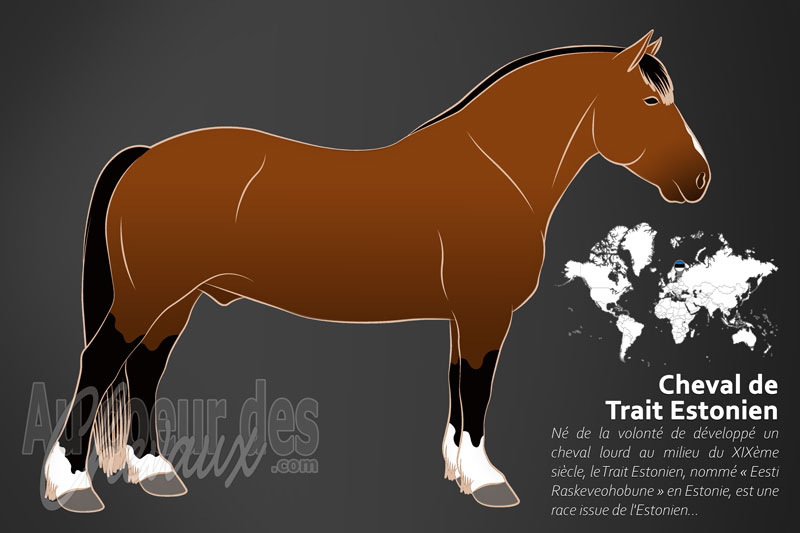 Le Cheval de Trait Estonien, la puissance des plaines baltes