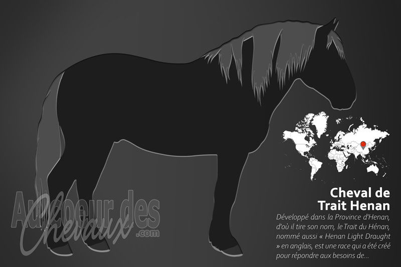 Le Trait Henan un cheval de trait l�ger originaire de la Chine