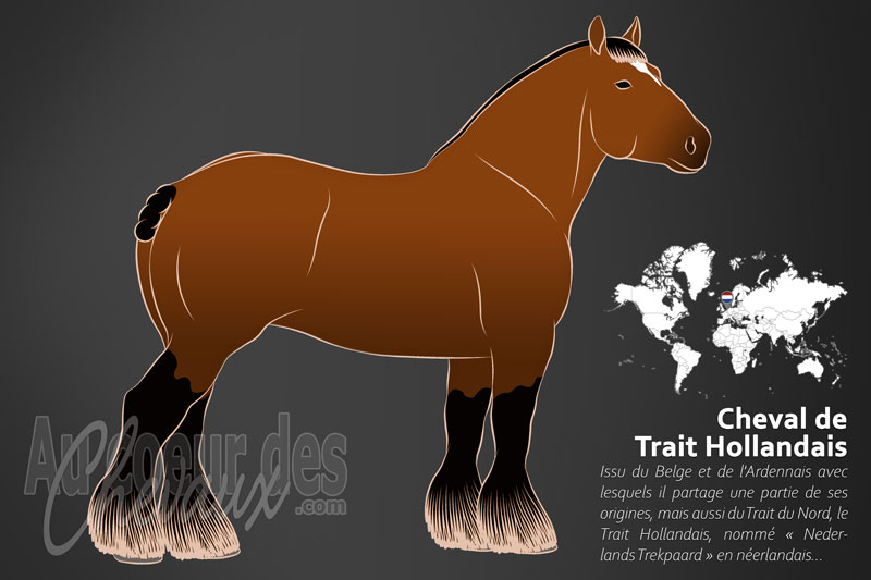 Le Trait Hollandais un cheval de trait originaire des Pays Bas