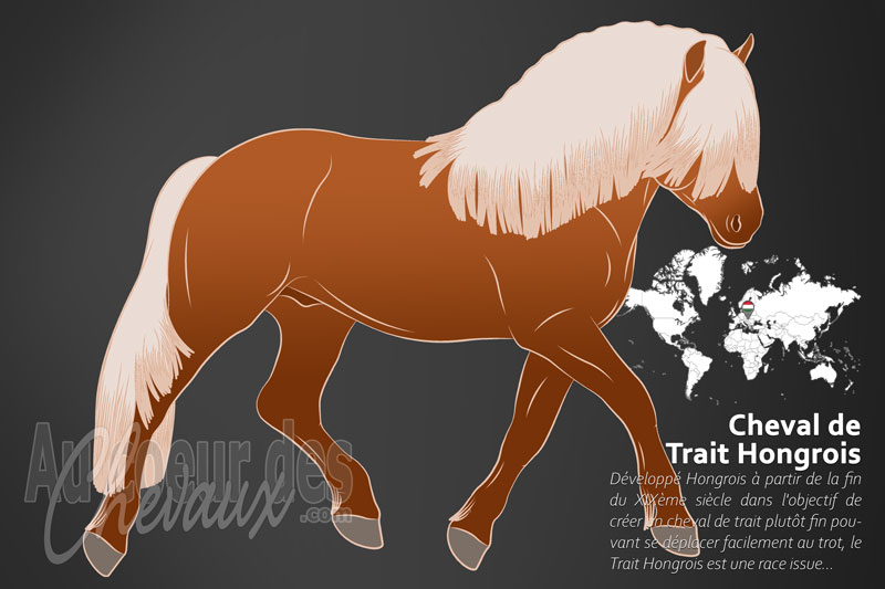 Le Trait Hongrois un cheval de trait originaire de la Hongrie