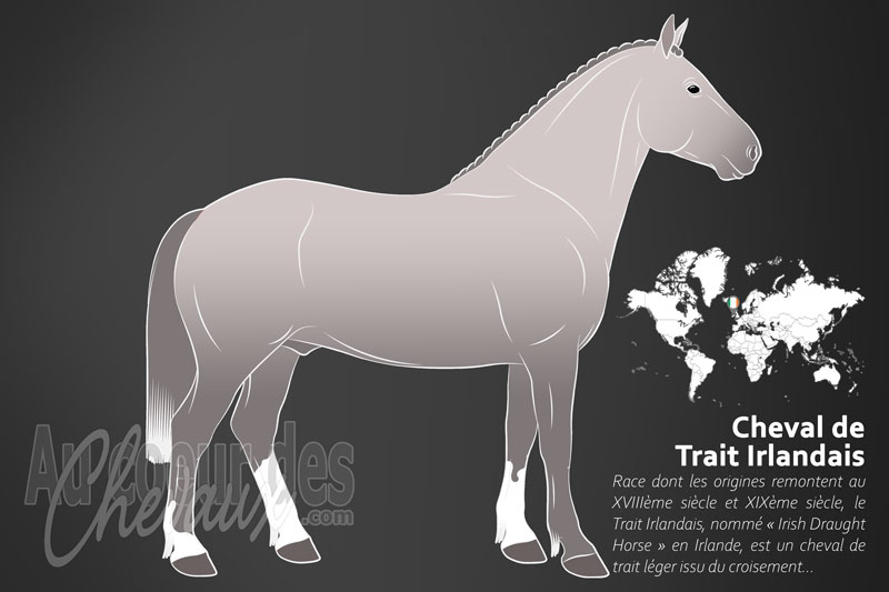 Le Cheval de Trait Irlandais, l'�me de la campagne ga�lique