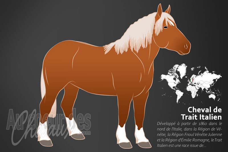 Le Trait Italien un cheval de trait originaire de l'Italie