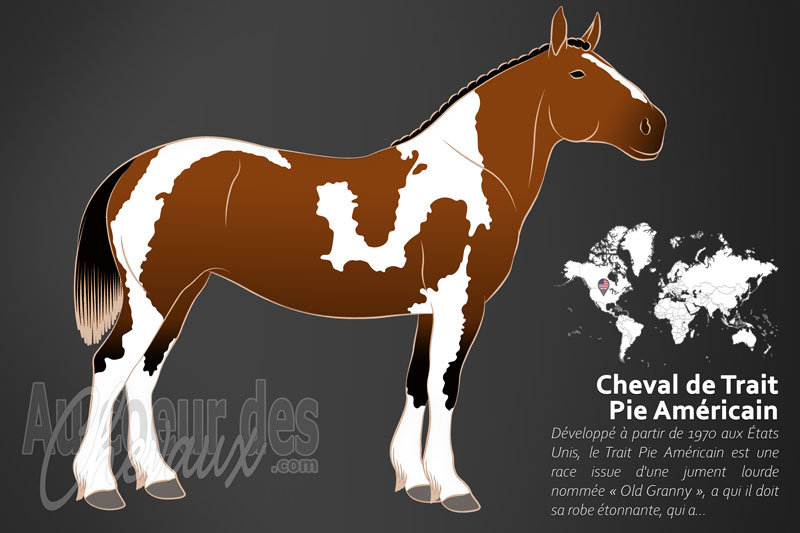 Le Cheval de Trait Pie Am�ricain, l'union de la force et de la couleur