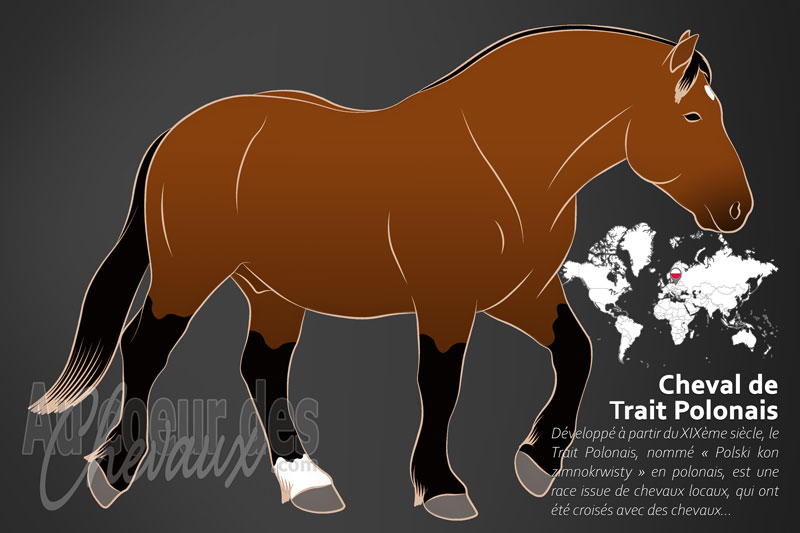 Le Trait Polonais un cheval de trait originaire de la Pologne