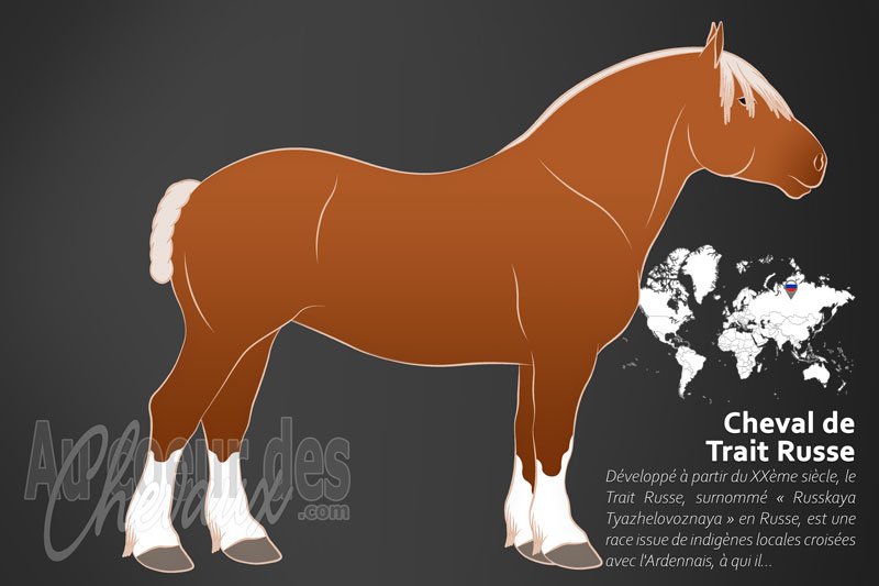 Le Cheval de Trait Russe, le petit colosse des steppes