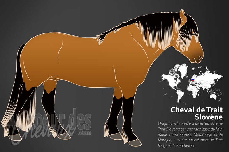 Le Trait Slov�ne un cheval de trait l�ger originaire de la Slov�nie