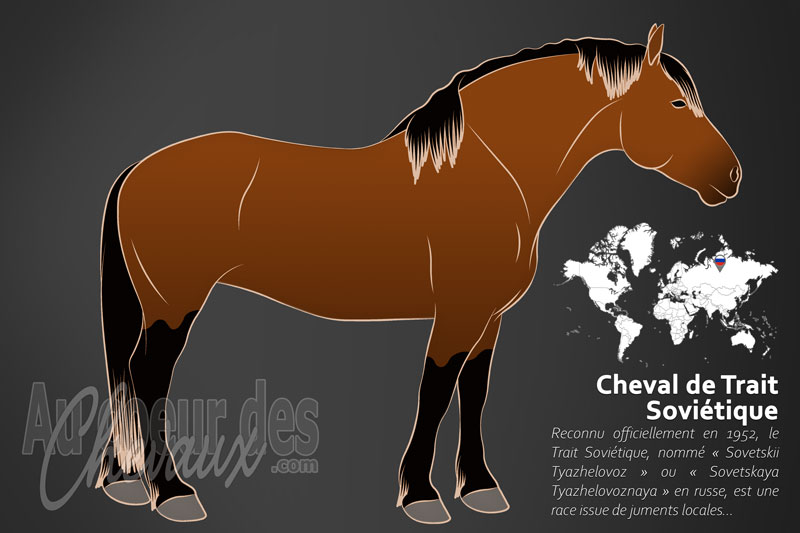 Le Trait Sovi�tique un cheval de trait originaire de la Russie