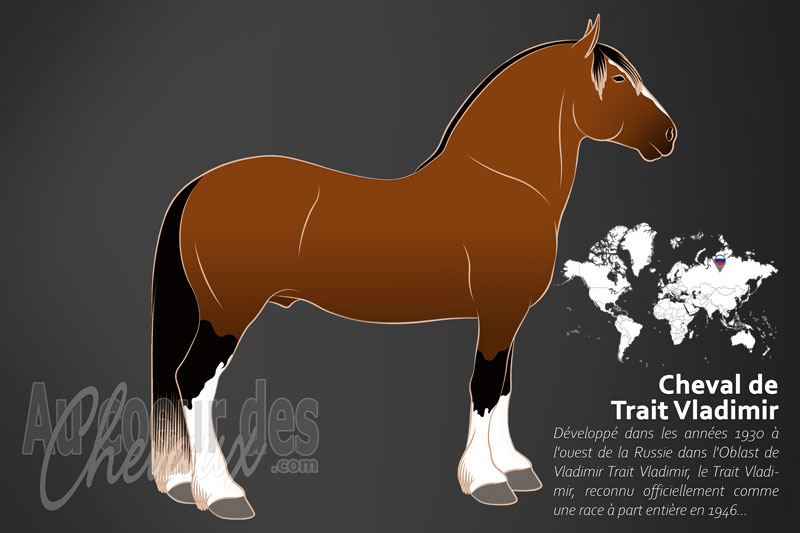 Le Cheval de Trait Vladimir, le colosse des plaines russes