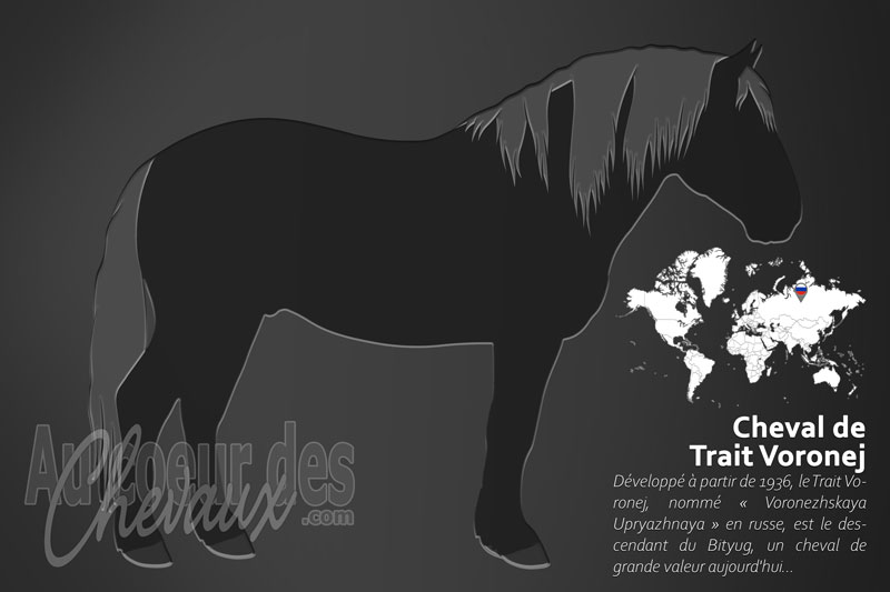 Le Cheval de Trait Voronej, l'h�ritier des terres noires
