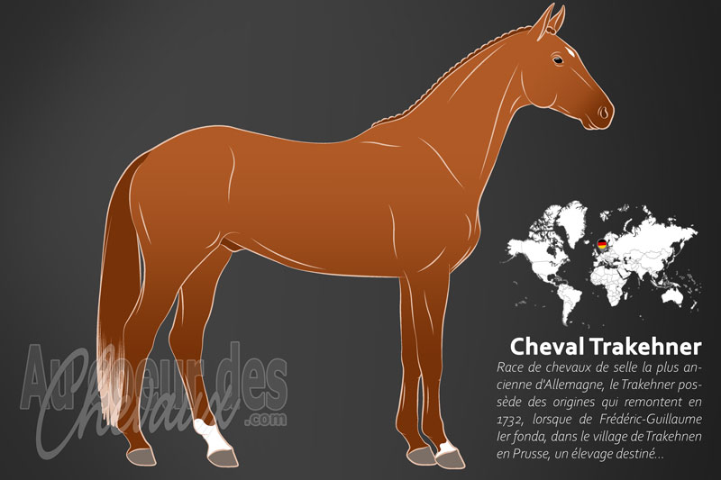 Le Cheval Trakehner, le rescap� de la prusse-orientale