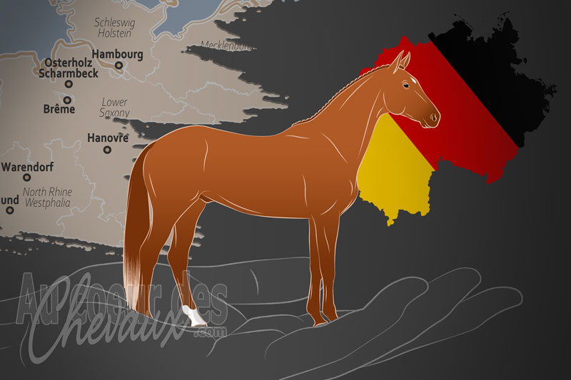 La Trakehner F�rderverein e.V. un organisme de race en Allemagne