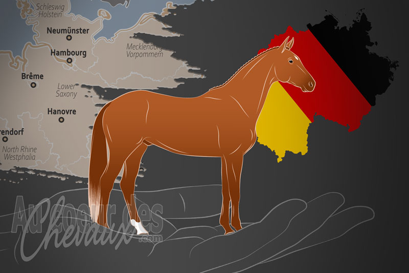 La Trakehner Verband e.V. un organisme de race en Allemagne